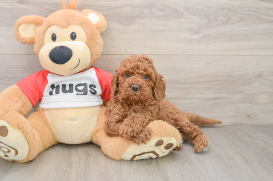 Cavapoo Puppy for Adoption