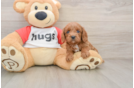 Cavapoo Puppy for Adoption