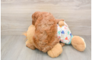 Cavapoo Pup Being Cute