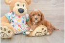 Happy Cavapoo Baby