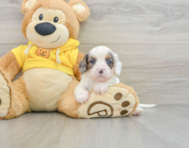 8 week old Cavapoo Puppy For Sale - Lone Star Pups