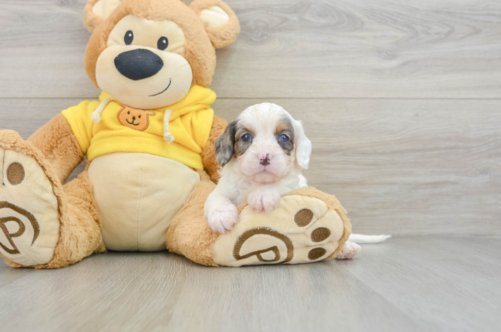 6 week old Cavapoo Puppy For Sale - Lone Star Pups