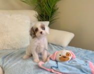 10 week old Cavapoo Puppy For Sale - Lone Star Pups