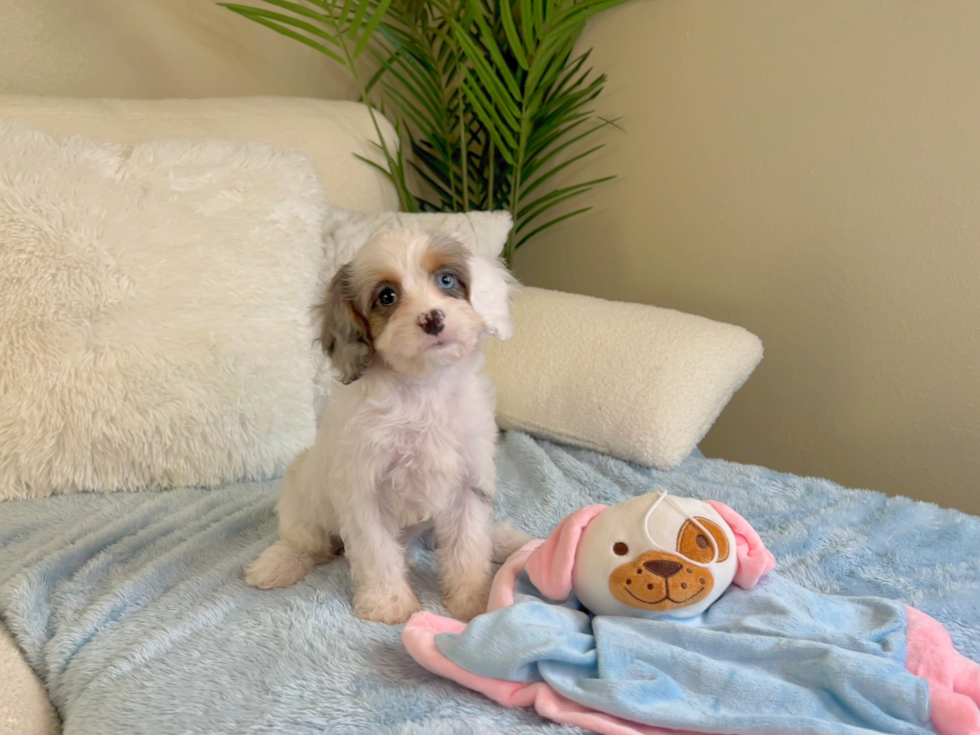 Best Cavapoo Baby