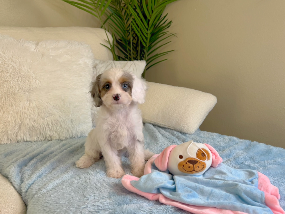 Cute Cavapoo Baby