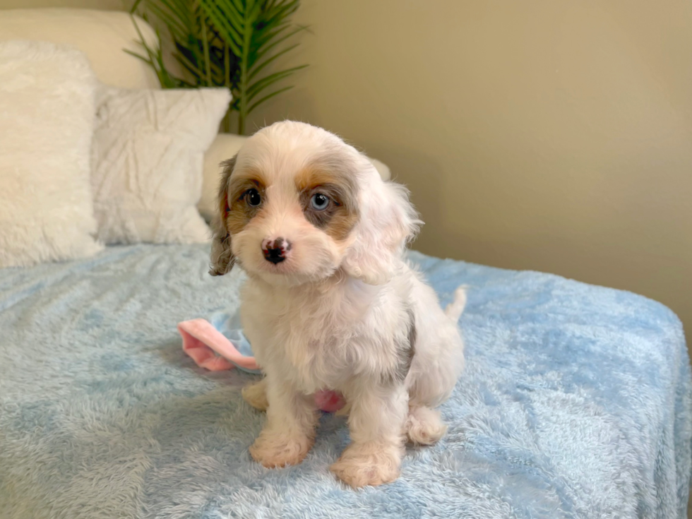 Cute Cavalier King Charles Spaniel and Poodle Mix Poodle Mix Puppy