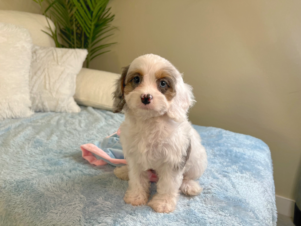 Best Cavapoo Baby