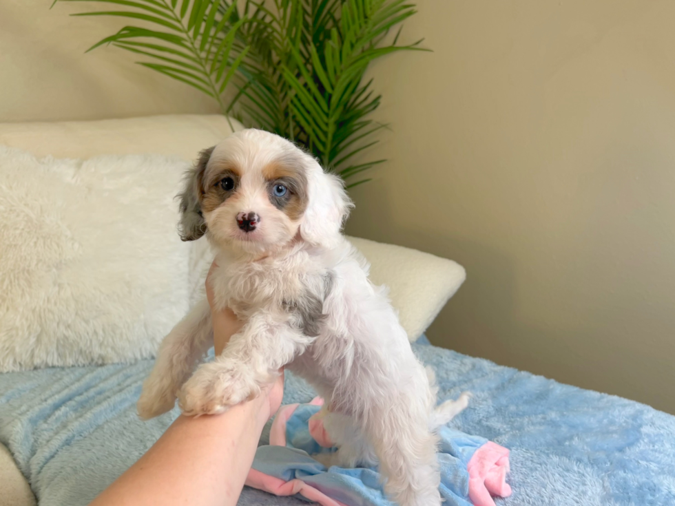 Cavapoo Pup Being Cute