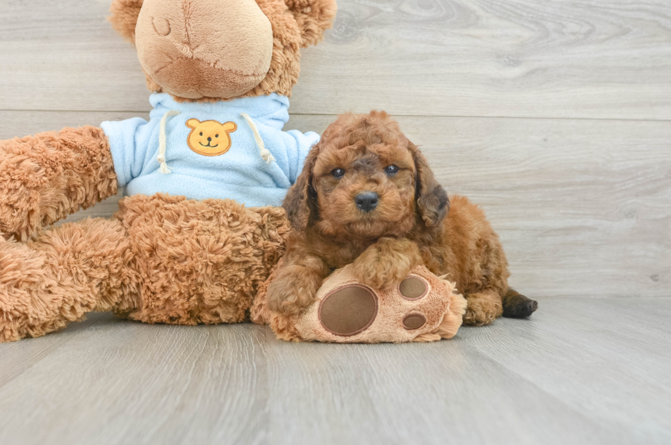 7 week old Cavapoo Puppy For Sale - Lone Star Pups