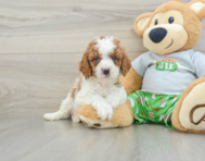 9 week old Cavapoo Puppy For Sale - Lone Star Pups