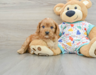 9 week old Cavapoo Puppy For Sale - Lone Star Pups