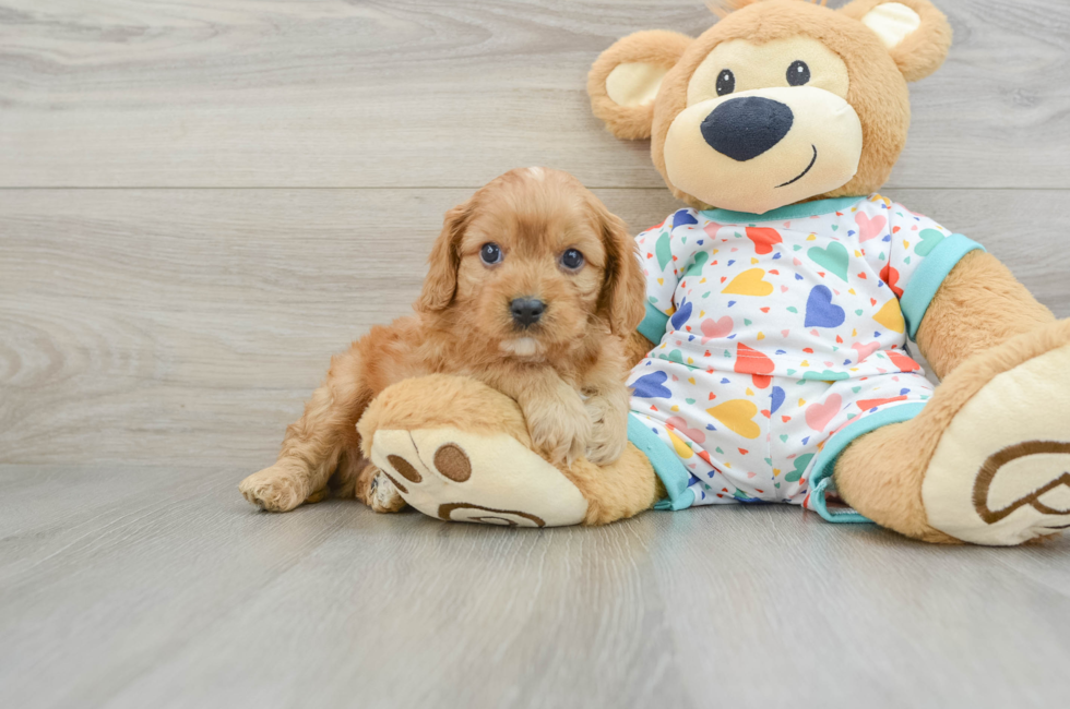 7 week old Cavapoo Puppy For Sale - Lone Star Pups