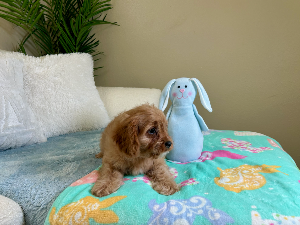 Cute Cavapoodle Poodle Mix Puppy