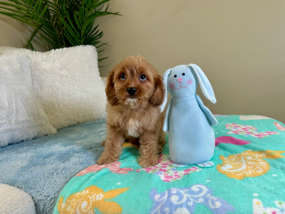 Cavapoo Puppy for Adoption