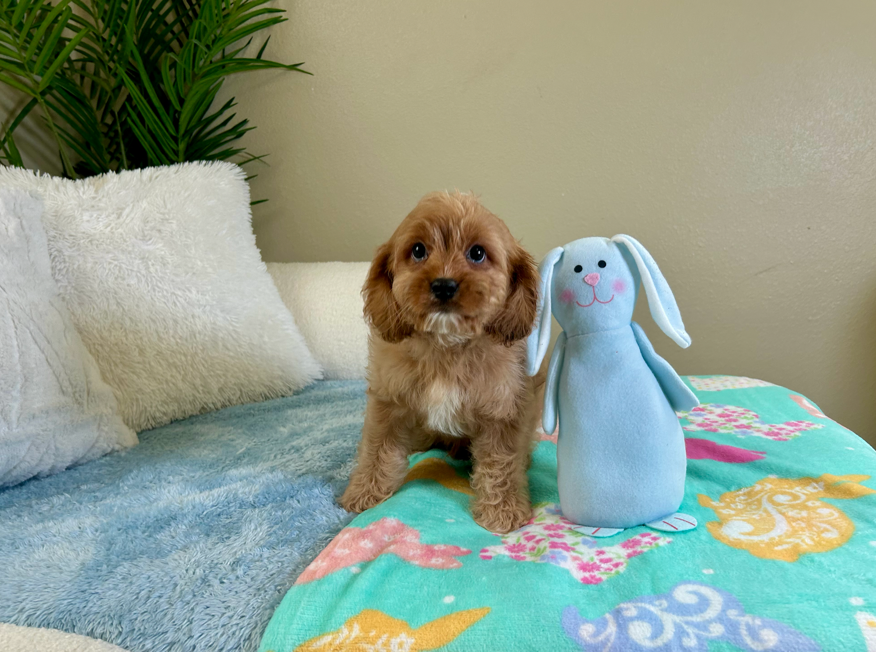 Best Cavapoo Baby