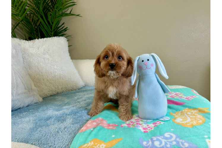 Best Cavapoo Baby