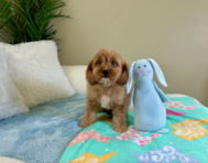 10 week old Cavapoo Puppy For Sale - Lone Star Pups