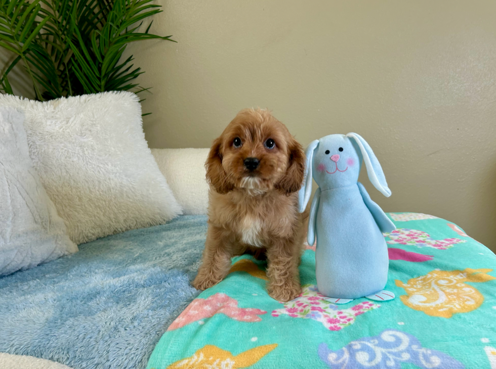 Best Cavapoo Baby