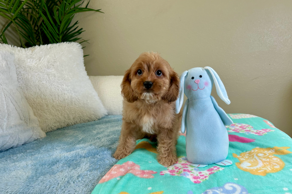 11 week old Cavapoo Puppy For Sale - Lone Star Pups