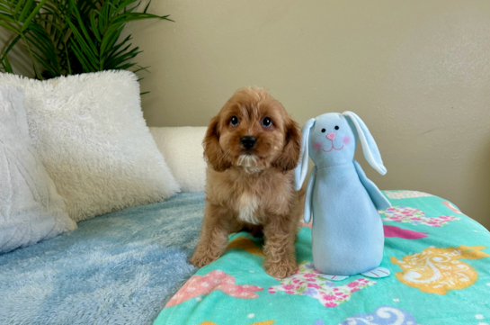 Best Cavapoo Baby