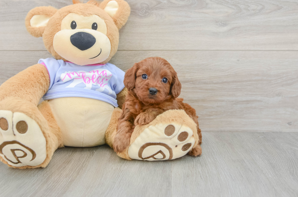 5 week old Cavapoo Puppy For Sale - Lone Star Pups