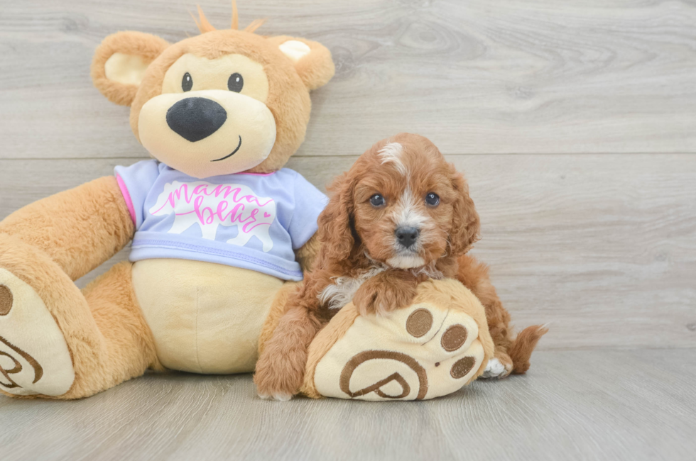 5 week old Cavapoo Puppy For Sale - Lone Star Pups
