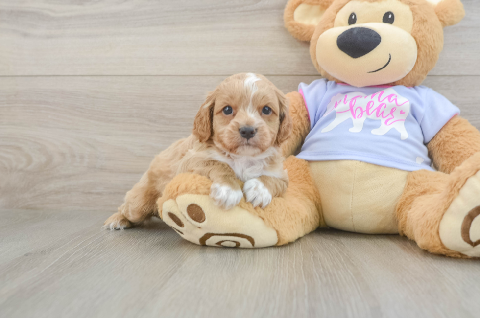 5 week old Cavapoo Puppy For Sale - Lone Star Pups
