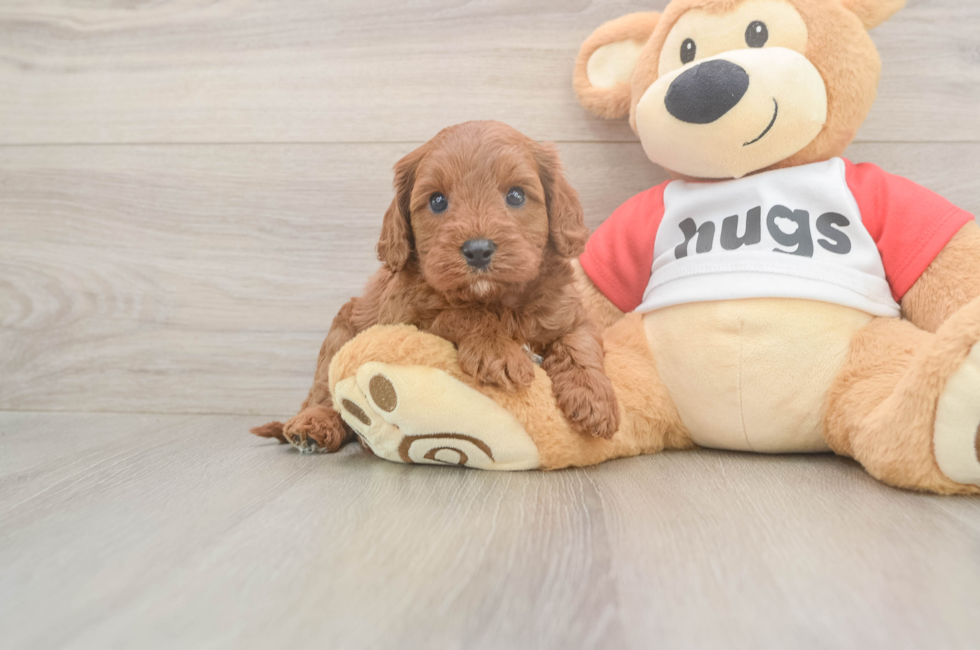6 week old Cavapoo Puppy For Sale - Lone Star Pups