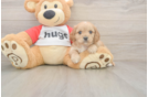 Sweet Cavapoo Baby
