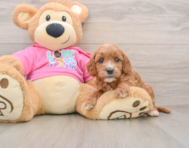 8 week old Cavapoo Puppy For Sale - Lone Star Pups