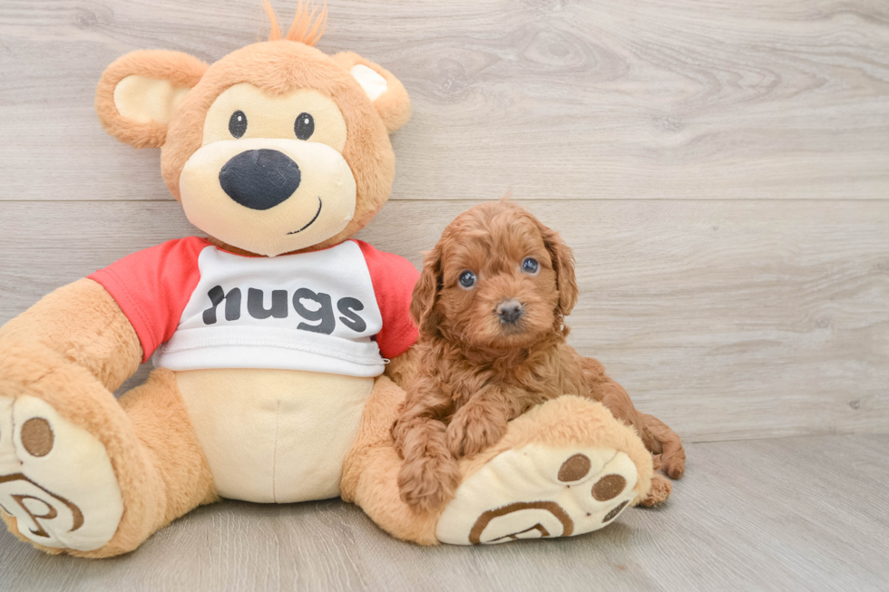 Hypoallergenic Cavadoodle Poodle Mix Puppy