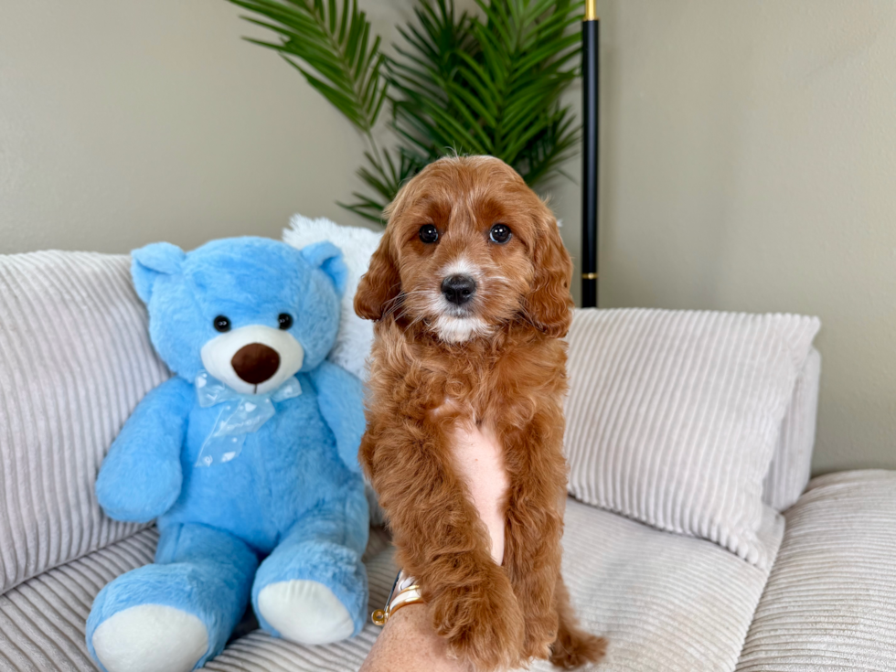 Cavapoo Puppy for Adoption