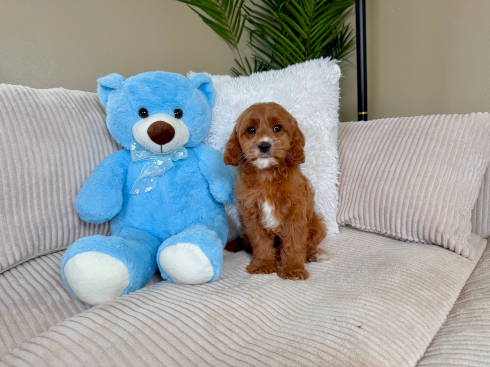 Best Cavapoo Baby
