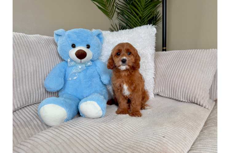 Cute Cavapoo Poodle Mix Pup