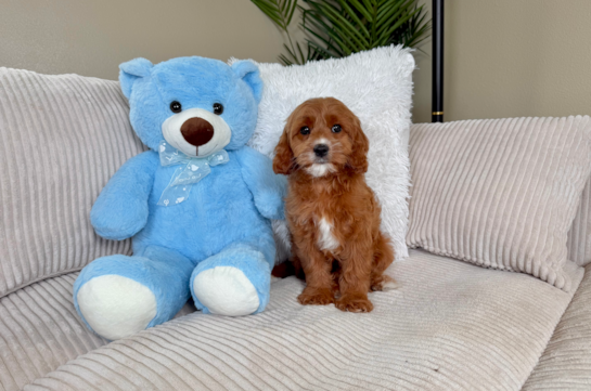 Cute Cavapoo Poodle Mix Pup