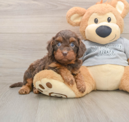 7 week old Cavapoo Puppy For Sale - Lone Star Pups