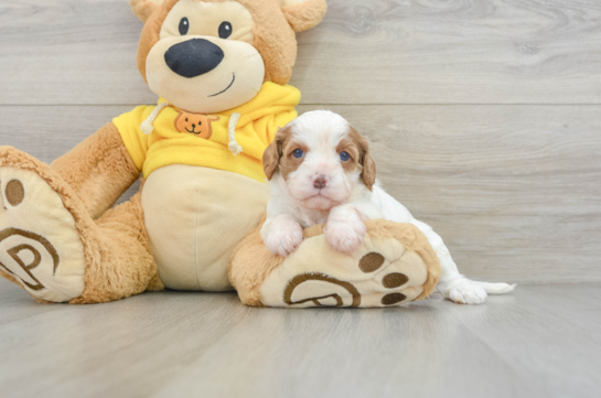 Cute Cavapoo Baby