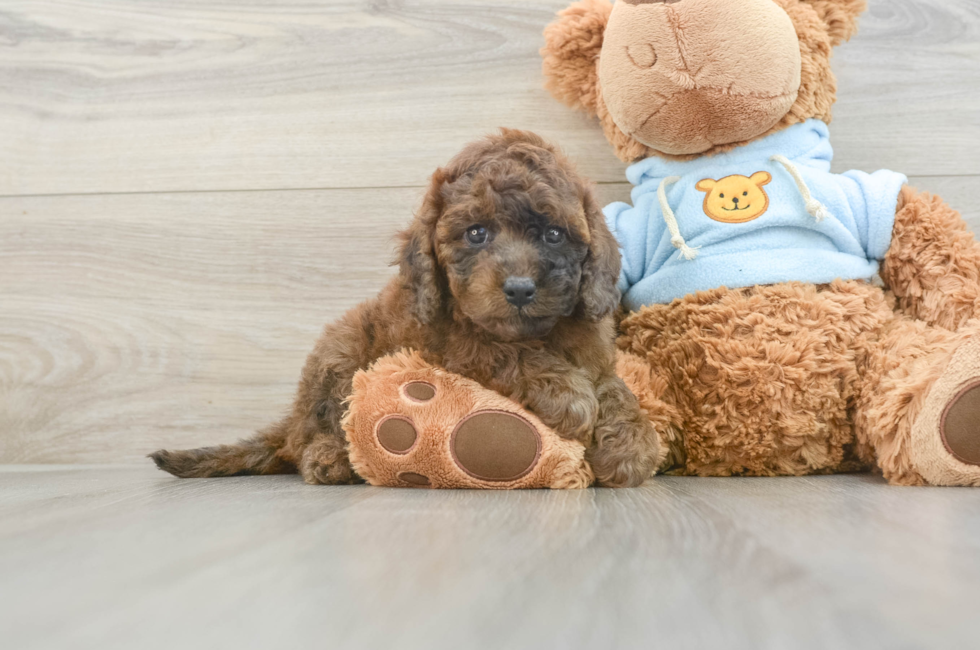 7 week old Cavapoo Puppy For Sale - Lone Star Pups