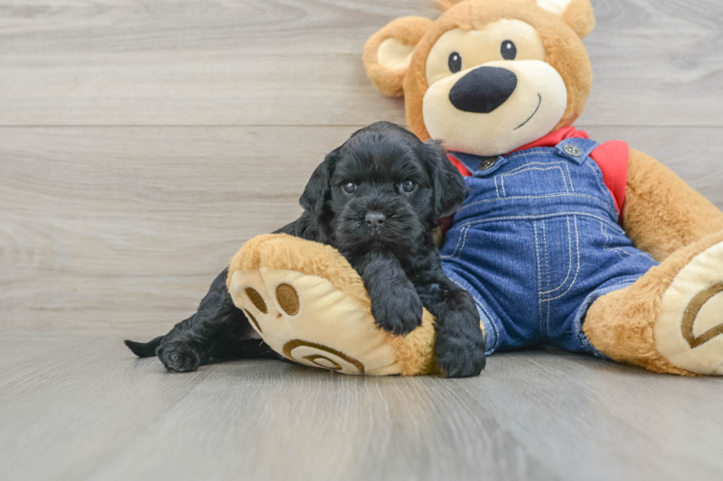 Meet Utha - our Cavapoo Puppy Photo 1/3 - Lone Star Pups