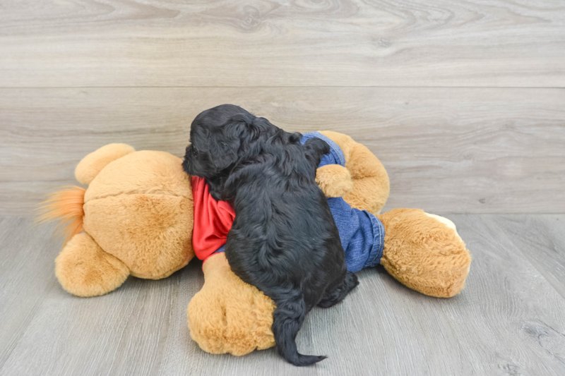 Meet Utha - our Cavapoo Puppy Photo 2/3 - Lone Star Pups
