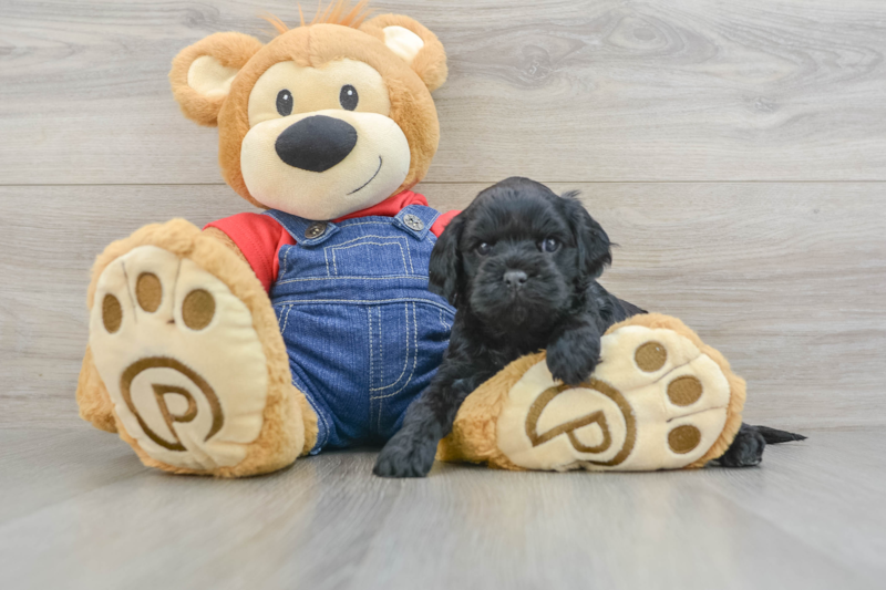 Meet Utha - our Cavapoo Puppy Photo 3/3 - Lone Star Pups