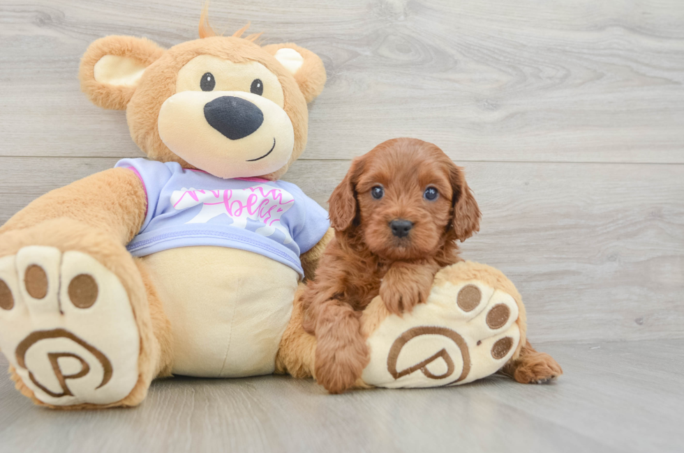 5 week old Cavapoo Puppy For Sale - Lone Star Pups