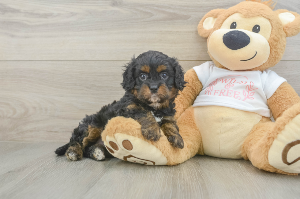 5 week old Cavapoo Puppy For Sale - Lone Star Pups