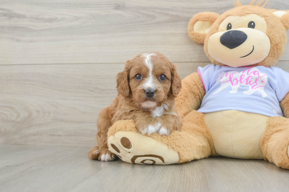 5 week old Cavapoo Puppy For Sale - Lone Star Pups
