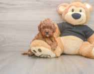 8 week old Cavapoo Puppy For Sale - Lone Star Pups
