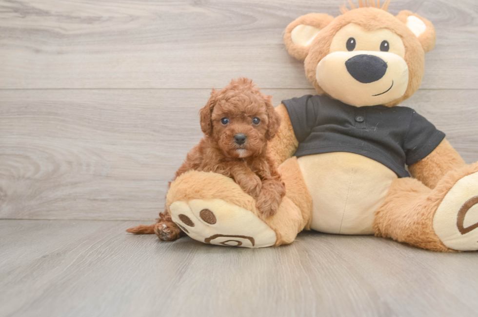 5 week old Cavapoo Puppy For Sale - Lone Star Pups