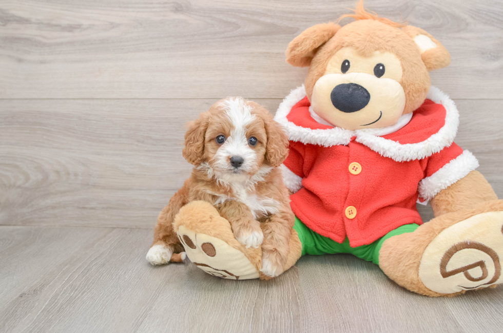 5 week old Cavapoo Puppy For Sale - Lone Star Pups
