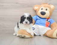 8 week old Cavapoo Puppy For Sale - Lone Star Pups