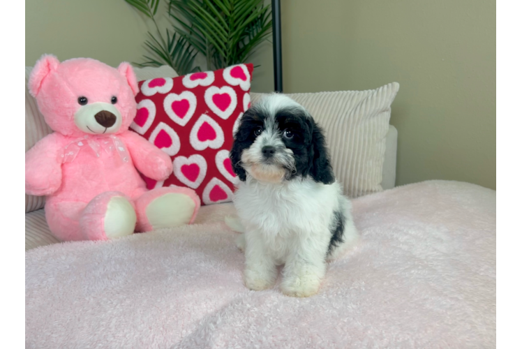 Best Cavapoo Baby