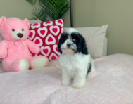 9 week old Cavapoo Puppy For Sale - Lone Star Pups